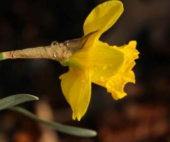 jonquil narcissus daffodil