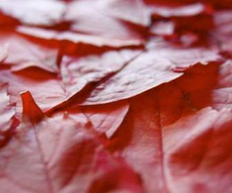 Automne Journal Rouge