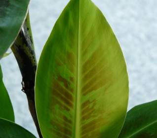 Journal Banana Leaf Green