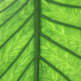 Journal Green Leaf Veins