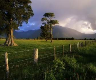 Kahikatea Arbres Fond D'écran Monde Nouvelle Zélande