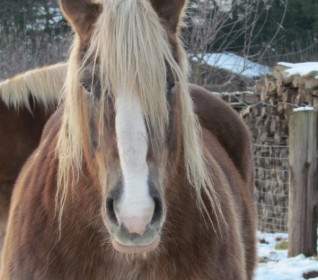 kaltblut horse winter