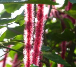 Katzenschwaenzchen Pflanze Acalypha Hispida