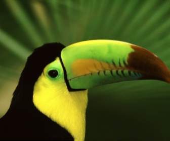Keel Billed Toucan Tapete Vögel Tiere