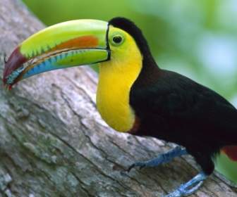 Kell Billed Toucan Essen Tapete Vögel Tiere