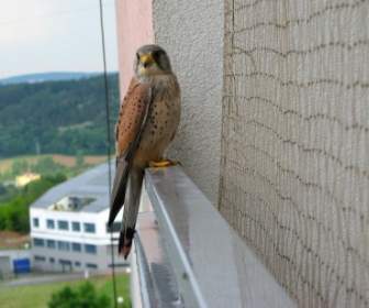 Kestrel Bird Balcony