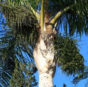 Roi Palm Avec Des Grappes De Date