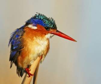 Kingfisher Bird Nature