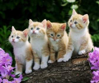 Kittens Wallpaper Cats Animals