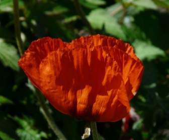 Klatschmohn Poppy Flower