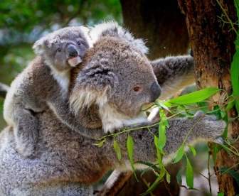 考拉澳洲動物