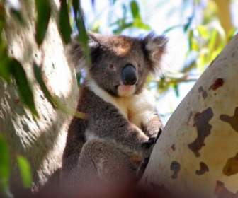Koala Úc Phascolarctos Cinereus