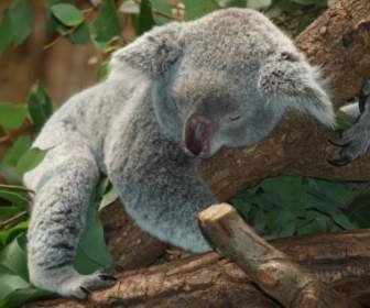 Koala Bear Australien Teddy