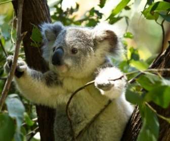 Koala Oso Koala Bear