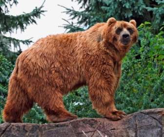 Wallpaper Kodiak Beruang Beruang Hewan