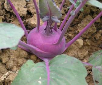 Kohlrabi Gemüse Violett