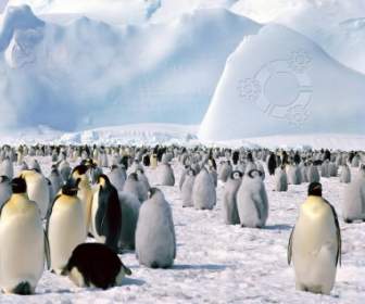 Kubuntu Penguins Wallpaper Linux Computers