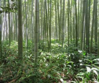 Bambu De Kyoto Japão