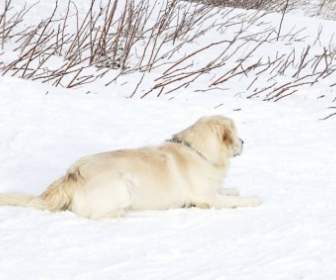 Labrador And Snow