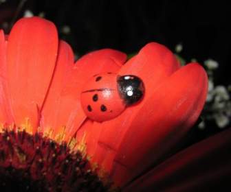 Ladybird On Orange Gerbera