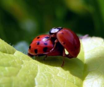 Ladybug Beetle Insect