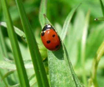 Rouge Beetle Coccinelle