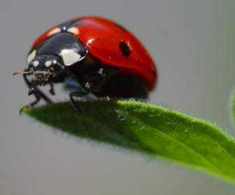 ladybug beetle red
