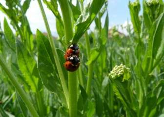 Ladybug Bug Rumput