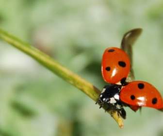 Ladybug Insect Nemrut