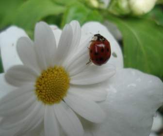 Mascotas Naturaleza De Ladybug