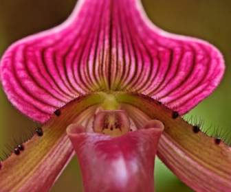 Ladyslipper Orchid Wallpaper Bunga Alam
