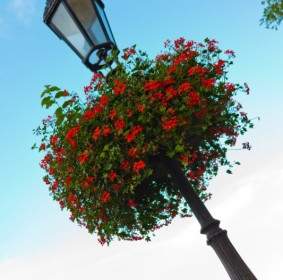 Lamp Post With Flowers