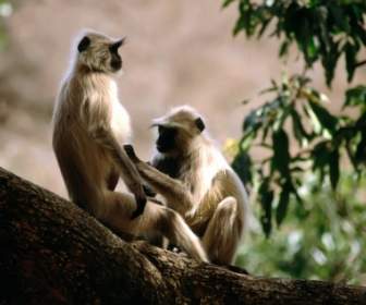خلفية Langur القرود حيوانات أخرى