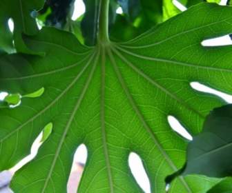 Large Green Leaf