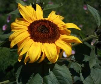 Große Sonnenblume Blüte