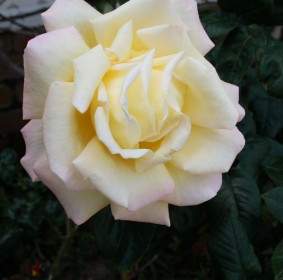 Large White Rose Bloom