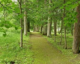 árboles Del Bosque De Letonia