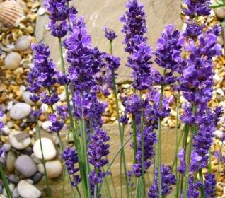 Lavandula-Lavendel Blume