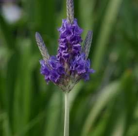 Lavender Lavandula Multifida Lamiaceae