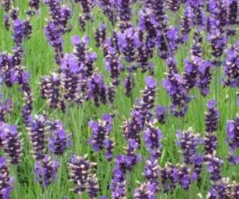 Lavender Purple Lavender Bunch
