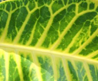 Leaf Detail Background