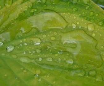 leaf nature green
