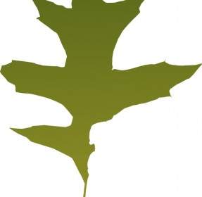 Leaf Oak Green