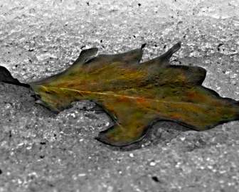 Leaf On Ice