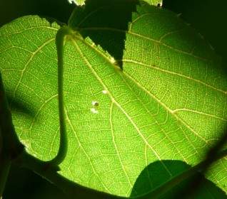 Leaf Veins Linde Tree