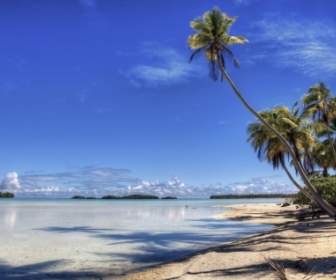 Leaning Palm Wallpaper Beaches Nature