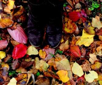 Leaves Autumn Legs