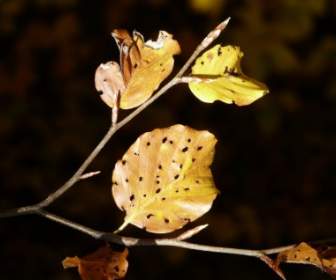 Leaves Fall Foliage Disease
