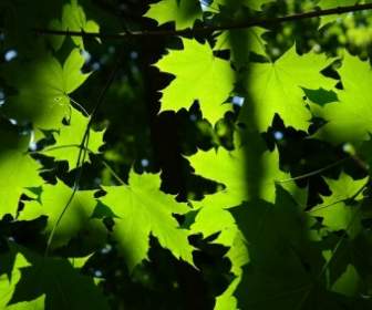 Leaves Green Back Light