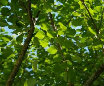 Japanischer Kuchenbaum Blätter Grün